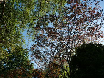 Low angle view of trees in forest against sky
