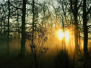 Trees on landscape against sky at sunset