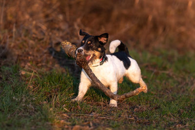 Dog looking away on field