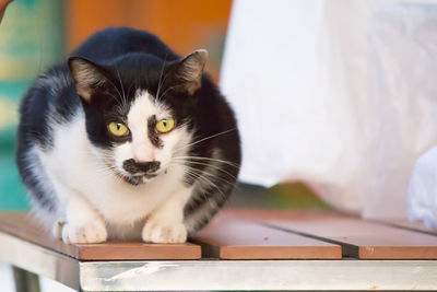 Portrait of kitten