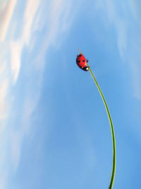 View of ladybug on stem against blue sky