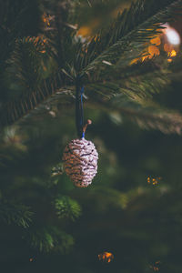 Close-up of christmas tree on plant