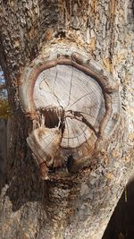 Close-up of lizard on tree