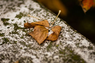 Close-up of dry maple leaf