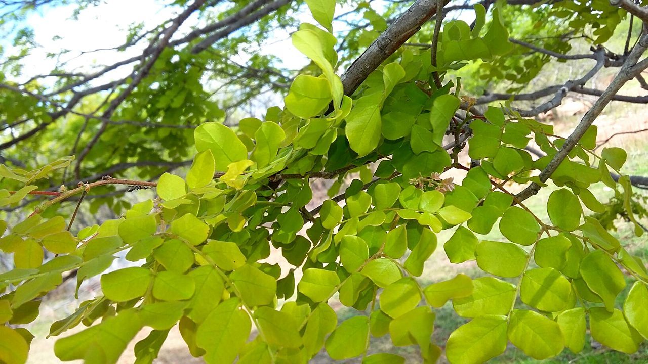 green color, growth, leaf, nature, tree, day, branch, low angle view, no people, outdoors, plant, close-up, beauty in nature, animal themes