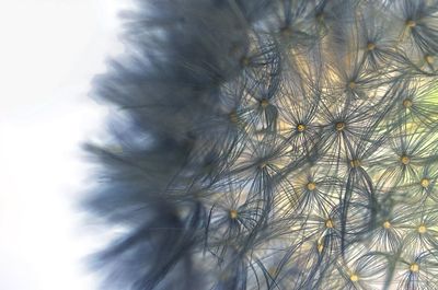 Close-up of dandelion against sky