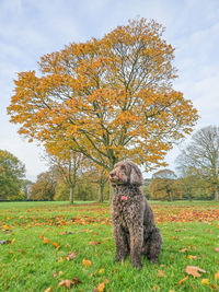 Dog running on field