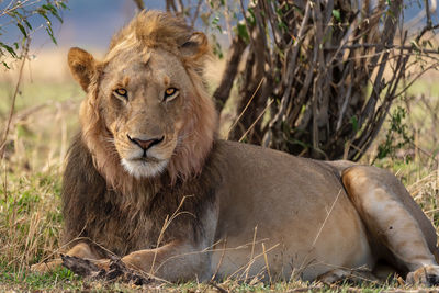 Lion resting in a field