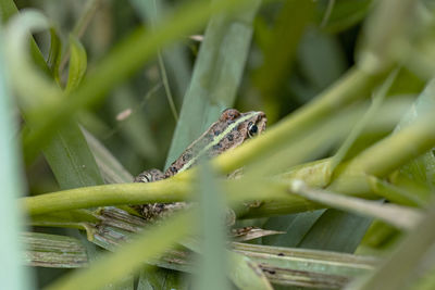 Close-up of a lizard on grass