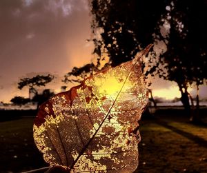 Close-up of autumn leaves against sky at sunset