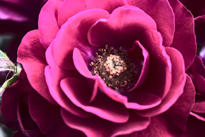 Close-up of flower blooming outdoors