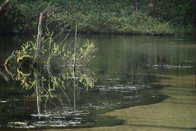 Reflection of trees in lake