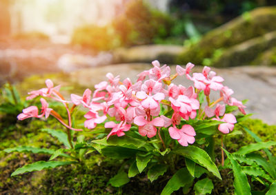 Close-up of pink flowering plants