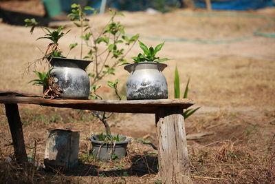 Close-up of plants growing on field