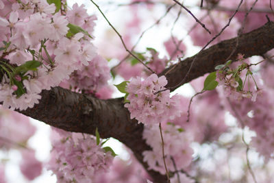 Low angle view of pink cherry blossoms in spring