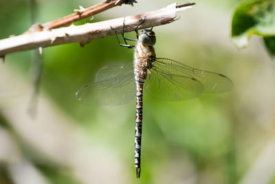 Close-up of branches against blurred background