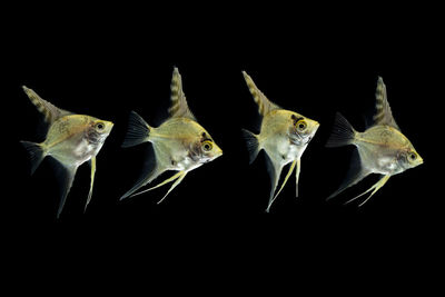 Close-up of fish in tank