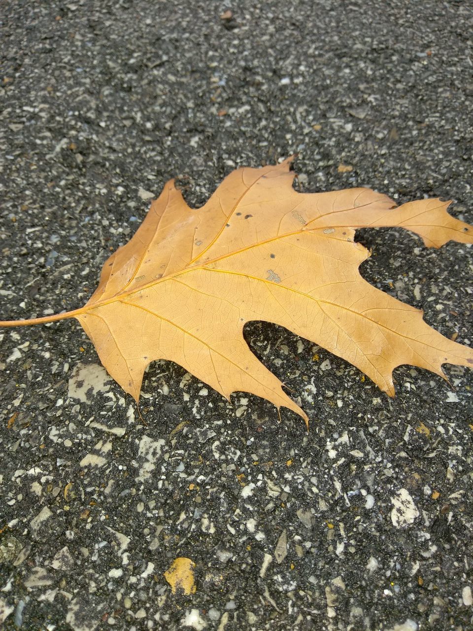 CLOSE-UP HIGH ANGLE VIEW OF YELLOW LEAF ON GROUND
