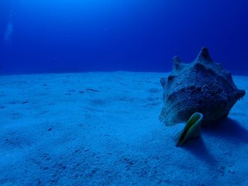 Conch shell in sea