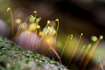 Close-up of plant growing on field