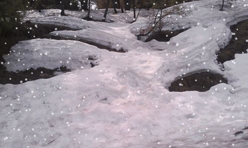 Snow covered trees