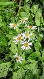 Close-up of white flowers
