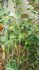 Close-up of fresh green plant