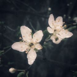 Close-up of white flowers