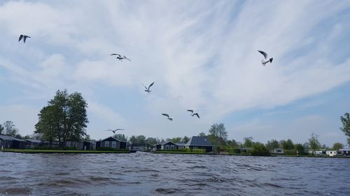 Low angle view of seagulls flying over sea against sky