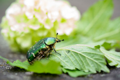 Close-up of insect on leaf