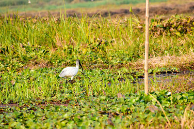 View of bird on grass