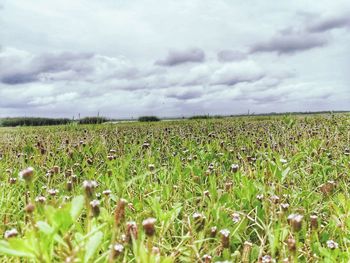 Scenic view of field against sky