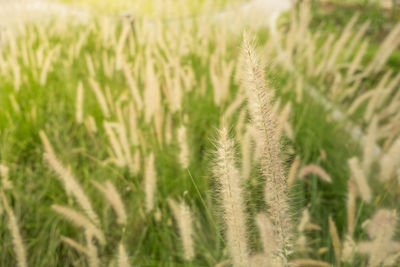Close-up of wheat growing on field