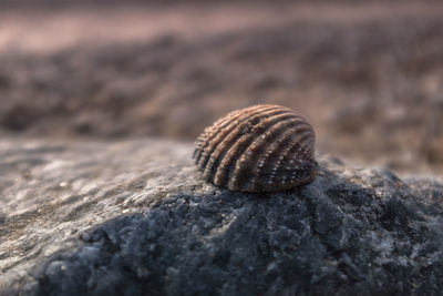 Close-up of shell on rock