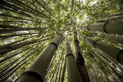 Low angle view of bamboo trees in forest