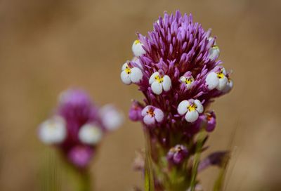 Close-up of purple flowers