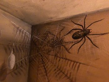 Close-up of spider on web