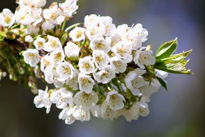 Close-up of white cherry blossoms in spring