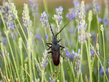 Close-up of butterfly pollinating on purple flowering plant