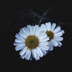 Close-up of daisy flower