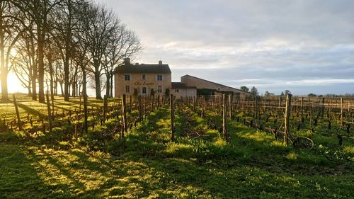 Trees and houses on field against sky