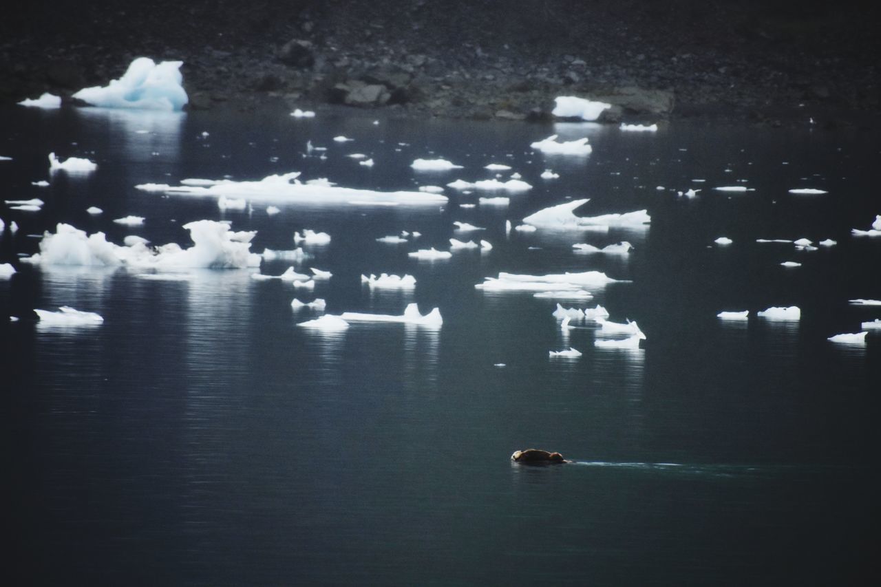 HIGH ANGLE VIEW OF DUCK SWIMMING IN LAKE