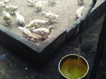 High angle view of birds in water