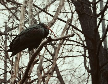 Low angle view of birds perching on branch