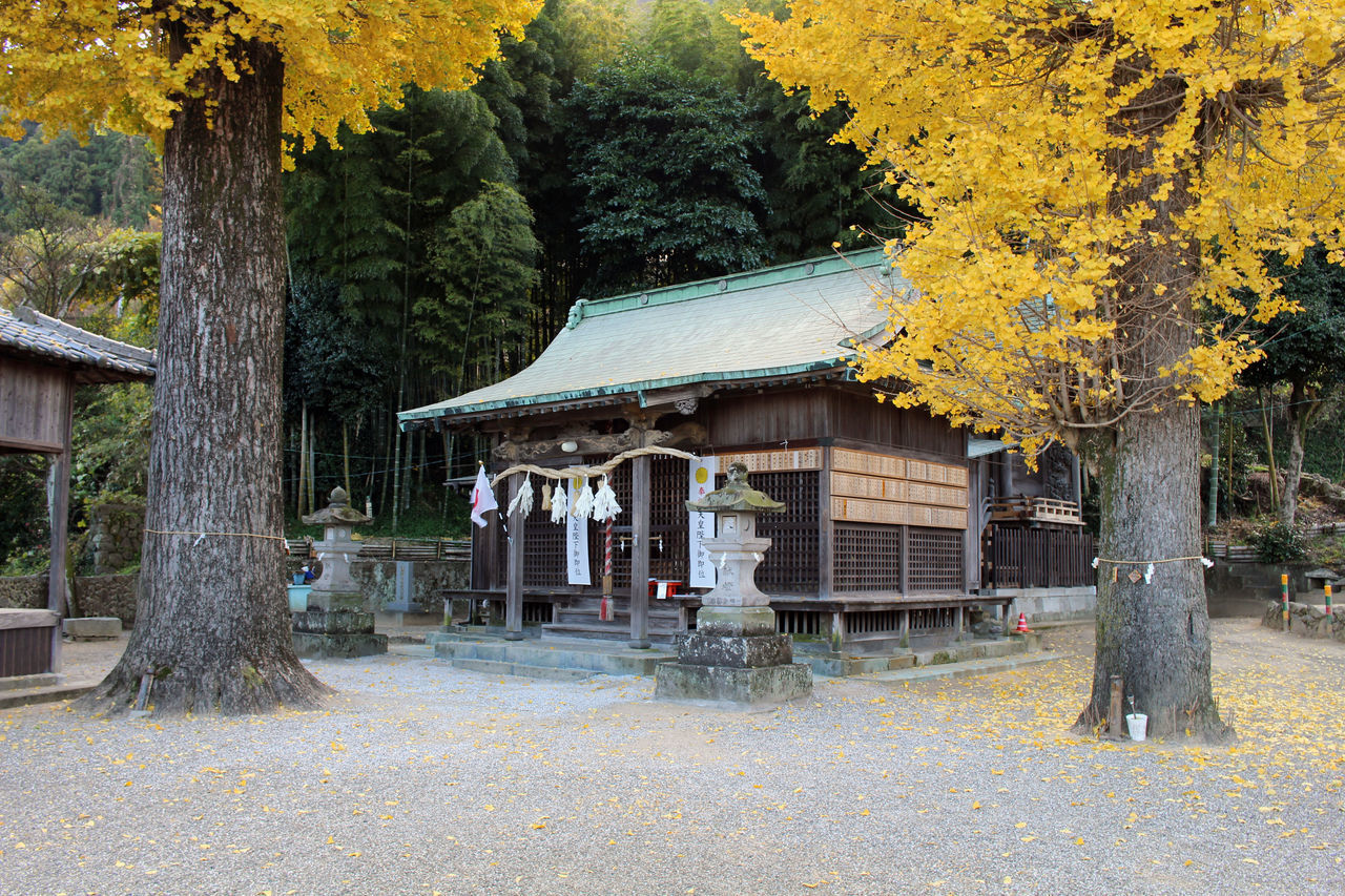 HOUSE AGAINST TREES AND YELLOW AUTUMN LEAVES