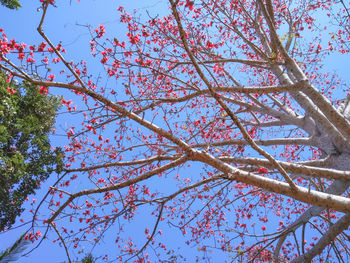 Low angle view of flower tree against clear sky