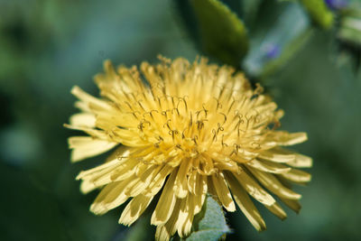 Close-up of yellow flower