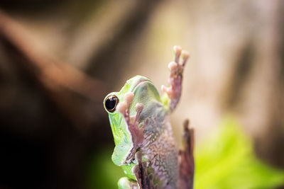 Close-up of frog on leaf