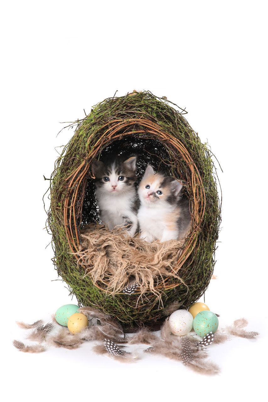 CLOSE-UP OF YOUNG BIRD IN NEST