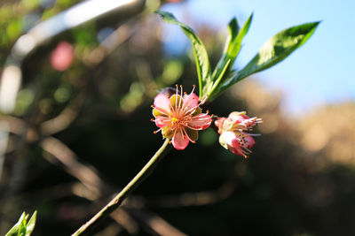 Close-up of pink flowering plant
